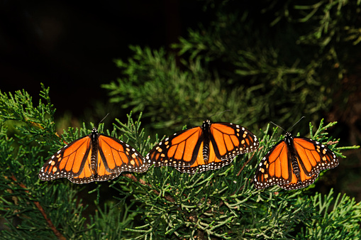 Close-up of three monarch butterfly (Danaus plexippus) resting on a tree branch in their North American winter nesting area.\n\nTaken in  Santa Cruz, California, USA
