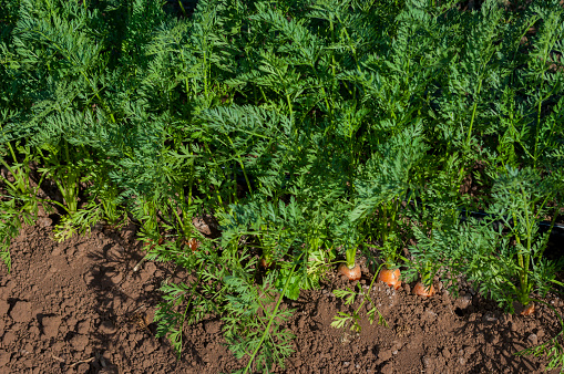 Close-up of ready for harvesting organic carrots (Daucus carota).\n\nTaken in Watsonville, California, USA