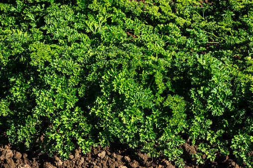 Close-up of new organic parsley plants growing on a central coast farm.\n\nTaken in Santa Cruz, California, USA.