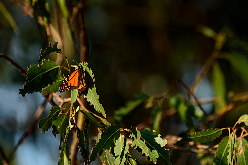 Monarch butterfly (Danaus plexippus) resting on a tree branch in their North American winter nesting area.

Taken in  Santa Cruz, California, USA
