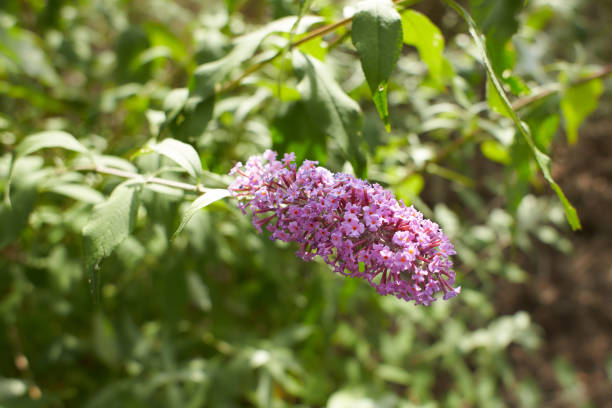 Small Tortoiseshell Butterfly on the Buddleia