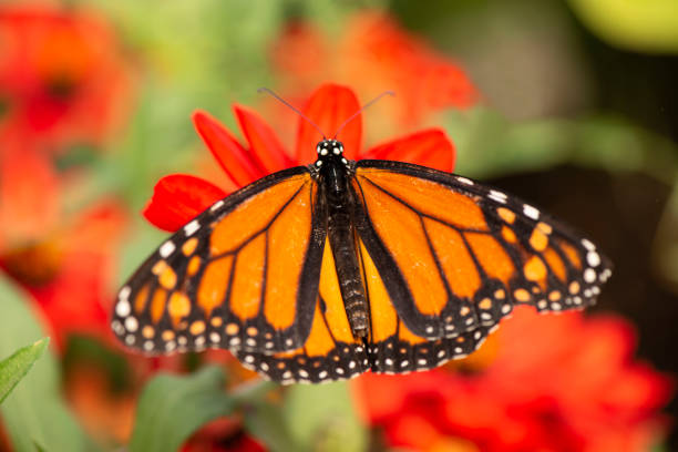 istock Monarch butterfly on red blooming zinnia flower during annual migration 1424359244
