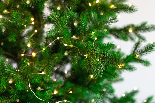 Fir tree branches with glowing small yellow rice lights. Christmas holiday background. closeup, selective focus