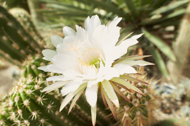 istock Echinopsis terscheckii flower. Blooming Cactus. 1424360432