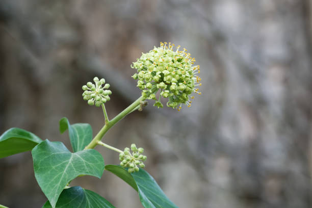 Hedera helix Inflorescence with flowers of a common ivy