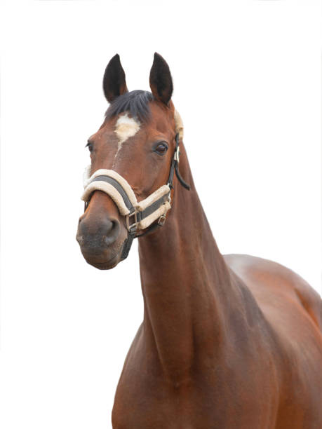 istock horse portrait isolated on white 1424361963