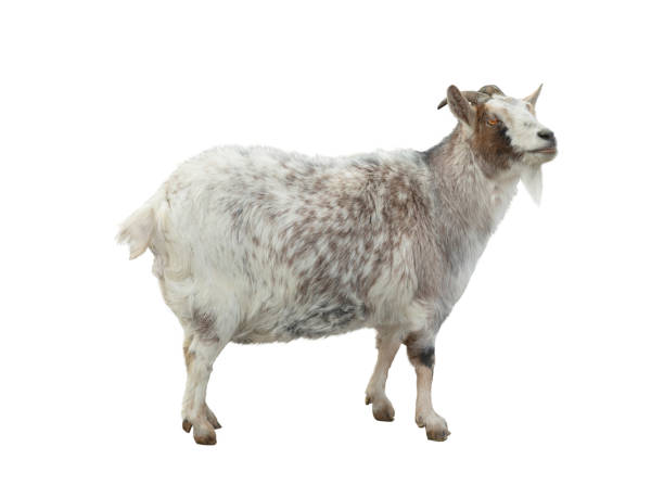 istock pregnant goat isolated on white 1424361967