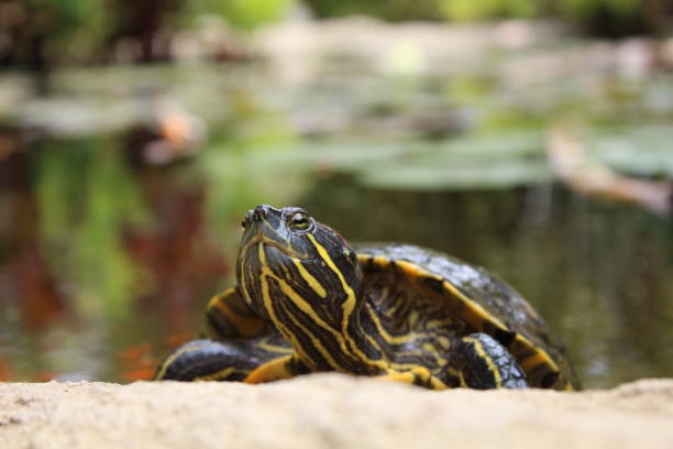 istock Painted Turtle Climbing Out Of Pond 1424362095