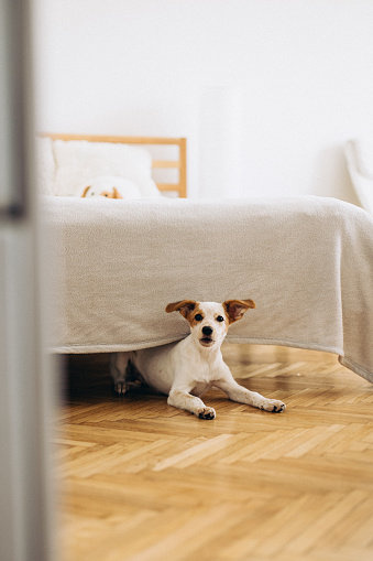 A cute dog peeks out from under the bed in domestic room