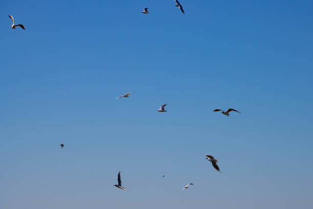 istock Flock of Seagulls flying on blue sky background 1424362488