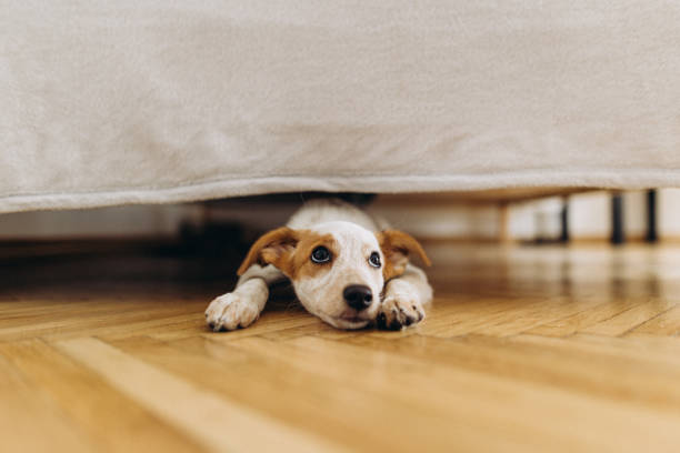 istock A cute dog peeks out from under the bed 1424362500