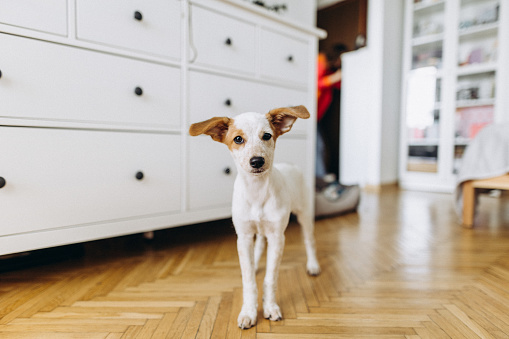 A cut puppy in domestic room looking into camera. Pet theme