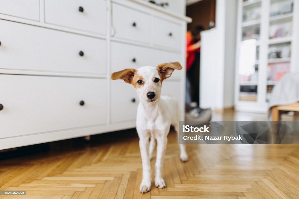 A cut puppy in domestic room A cut puppy in domestic room looking into camera. Pet theme Dog Stock Photo