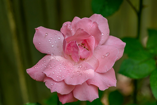 A large pink rose after a summer rain shower.