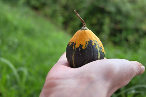 A Pear-shaped bicolor ornamental pumpkin lying on the hand of a person. Nice soft background.