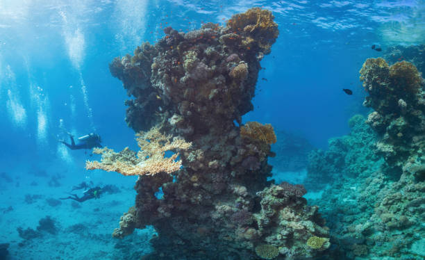 istock Coral reef in the Red Sea. 1424364811