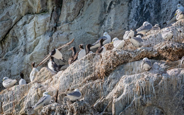Guillemots and Kittywakes nesting with young on cliff face in Evighedsfjord, Greenland stock photo