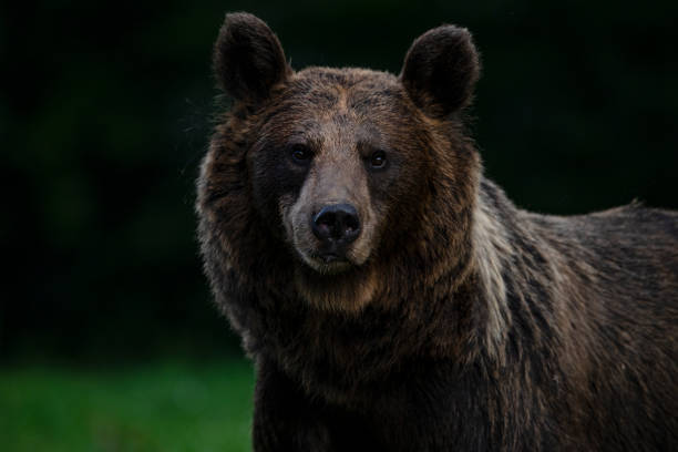 Intimate portrait of a female Brown Bear, wildlife-shot, Carpathians, Transylvania stock photo