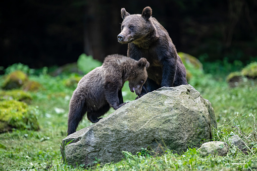 A female Eurasian Brown (ursus arctos arctos) bear with her approx. seven month old cub are climbing on a large rock.

Location: Hargita Mountains, Carpathians, Transylvania, Romania.
