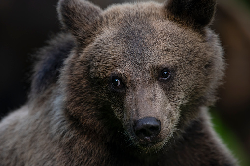 An intimate portrait shot of a a seven month old Eurasian Brown Bear cub (ursus arctos arctos).\n\nLocation: Hargita Mountains, Carpathians, Transylvania, Romania.