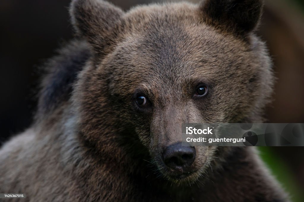 Intimate portrait of a Brown Bear cub, wildlife-shot, Carpathians, Transylvania An intimate portrait shot of a a seven month old Eurasian Brown Bear cub (ursus arctos arctos).

Location: Hargita Mountains, Carpathians, Transylvania, Romania. Bear Stock Photo