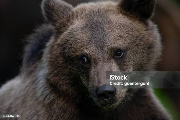 Intimate Portrait Of A Brown Bear Cub Wildlifeshot Carpathians Transylvania Stock Photo - Download Image Now