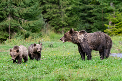 A female Eurasian Brown (ursus arctos arctos) bear with her two approx. seven month old cubs. \n\nLocation: Hargita Mountains, Carpathians, Transylvania, Romania.
