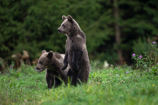 Two approx. seven month old Eurasian Brown Bear cubs (ursus arctos arctos).\n\nLocation: Hargita Mountains, Carpathians, Transylvania, Romania.