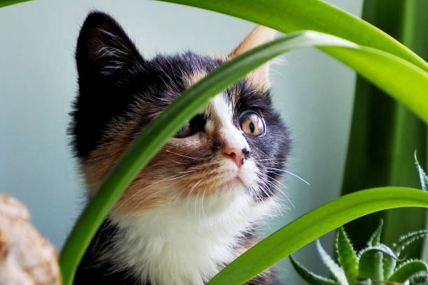 istock a beautiful and cute kitten, three-haired in plants 1424367505