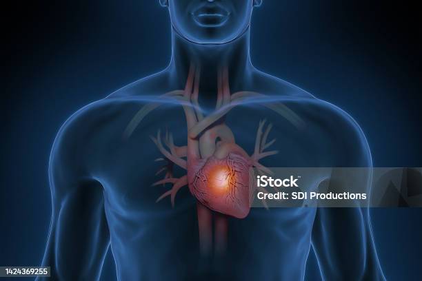 Man With A Healthy Heart Stock Photo - Download Image Now - Illustration, The Human Body, Anatomy