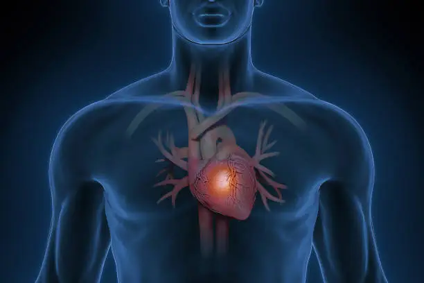 Photo of Man with a healthy heart