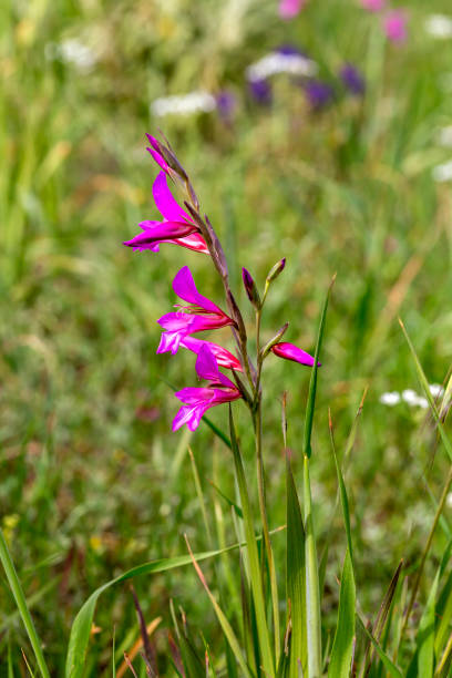 Flora of Greece. Wild gladiolus (Gladiolus communis) grows and bloom in a meadow on a sunny, spring day