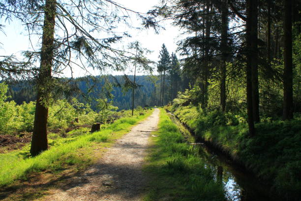 Hiking in summer on the Harzer Hexenstieg, a famous long distance trail that spans around 100 kilometers through the Harz Mountains from east to west.
