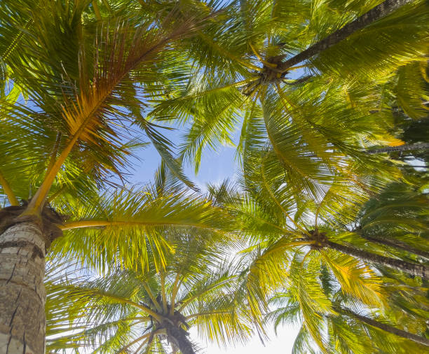 istock Under the coconut palms trees branches background. Lying human POV exotic vacation concept video. 1424370198