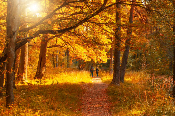 golden colors of autumn in the park, a couple in love walks along the paths among beautiful amazing large trees. - autumn sun oak tree imagens e fotografias de stock