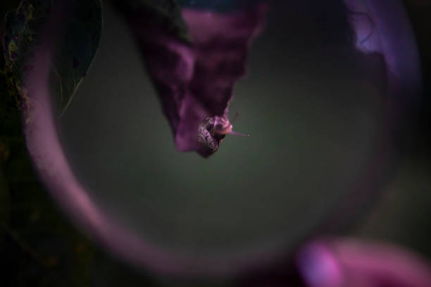 Image of a small snail on a leaf seen through a magnifying glass