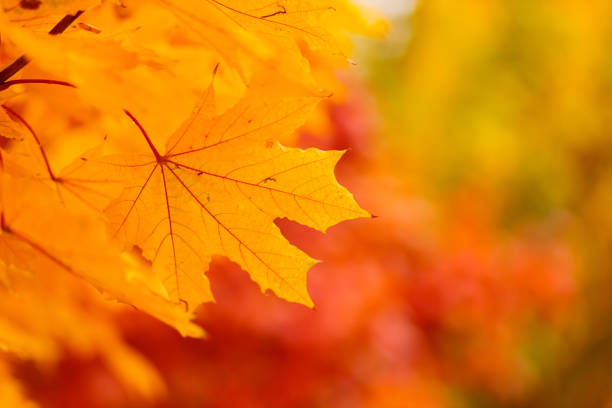 Yellow maple leaves on fall colored background. Tree branch with orange maple leaves on a blurred background