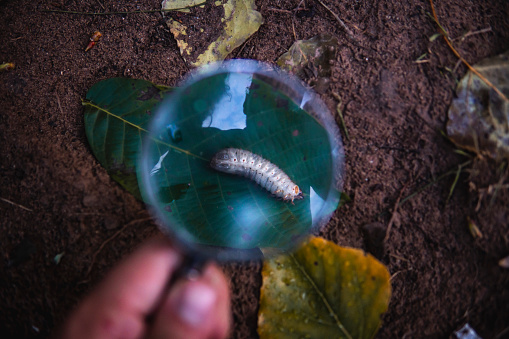 Picture of a caucasian guy looking at stag beetle larva through a magnifying glass