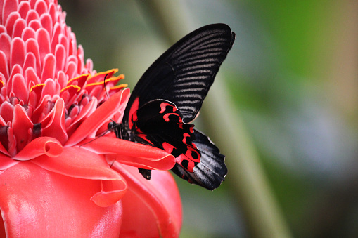 Butterfly called Papilio rumanzovia taking nectar from a pink flower