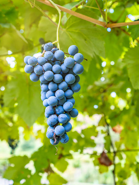 uva scura appesa alle viti all'interno del vigneto con il riflesso del sole al crepuscolo. - red grape grape fruit sweet food foto e immagini stock