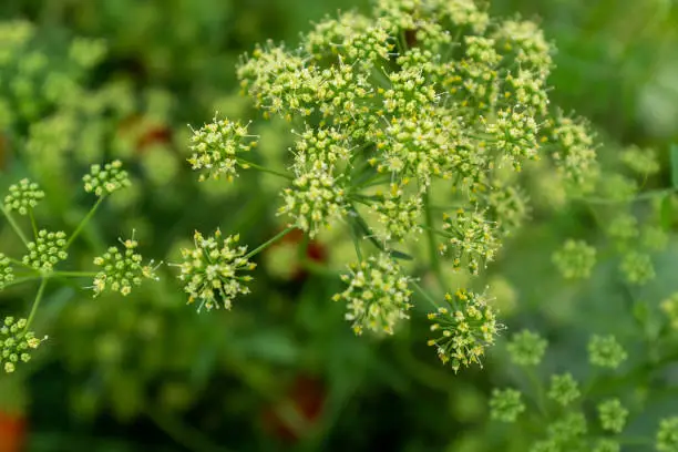 Blooming parsley inflorescence on a blurred green background, close-up. Composition from parsley flowers for publication, poster, calendar, post, screensaver, wallpaper, postcard, banner, cover, website, space for your design or text. High quality photography