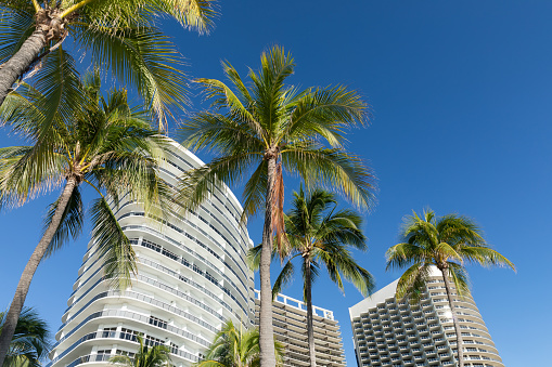 Bal Harbour Oceanfront Condominiums and Palm Trees