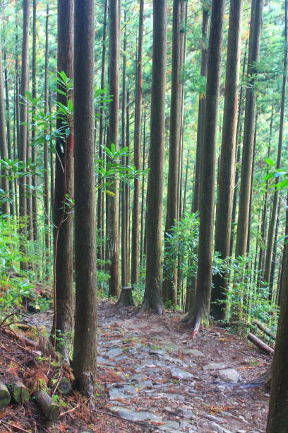 istock Hiking trail on the Kumano Kodo 1424377992