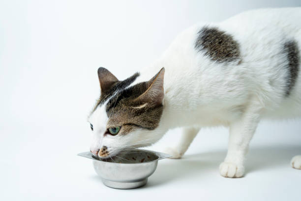 istock CUTE SHORT FUR CAT EATING EATING - WHITE BACKGROUND 1424378135