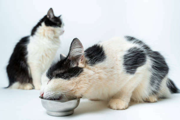 istock TWO CUTE WHITE AND BLACK CATS 2 - WHITE BACKGROUND 1424378142