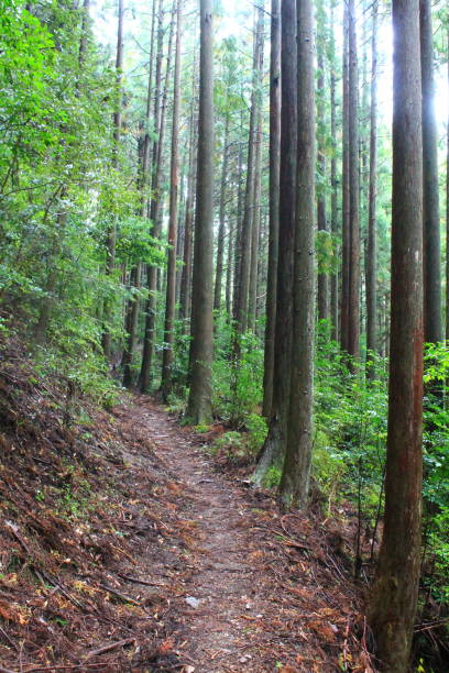 istock Hiking trail on the Kumano Kodo 1424378174