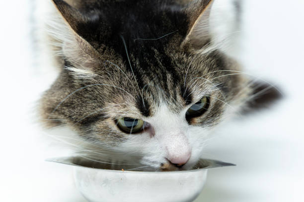 istock CUTE FURRY CAT EATING 2 - WHITE BACKGROUND 1424378183