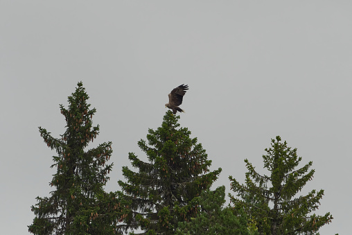 White-tailed eagle (Haliaeetus albicilla) landing on the spruce top.