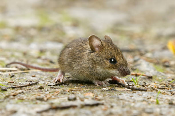 House mouse (Mus musculus) on the ground closeup. House mouse (Mus musculus) on the ground closeup. mus musculus stock pictures, royalty-free photos & images