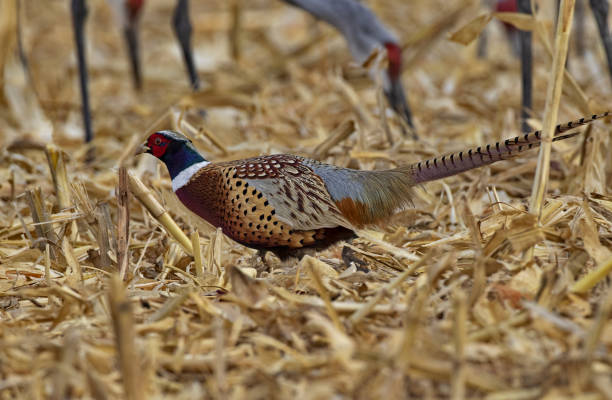 istock Colorful Ring-necked Pheasant in winter corn field 1424378329